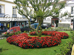 Street Scene with flowers